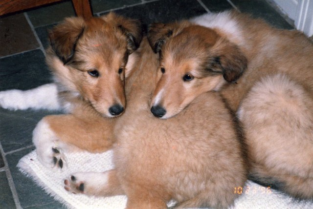 Lulu and Sneffie as babies