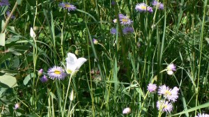 aspen daisies and Mariposa lilies