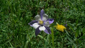 columbine