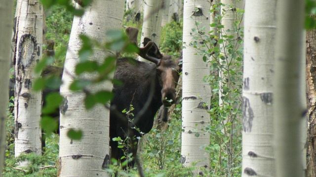bull moose