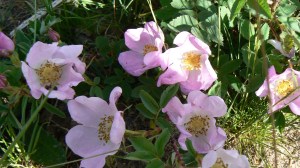 wild rose