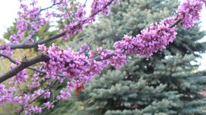 red bud ventures forth