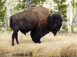 buffalo at wolf lake