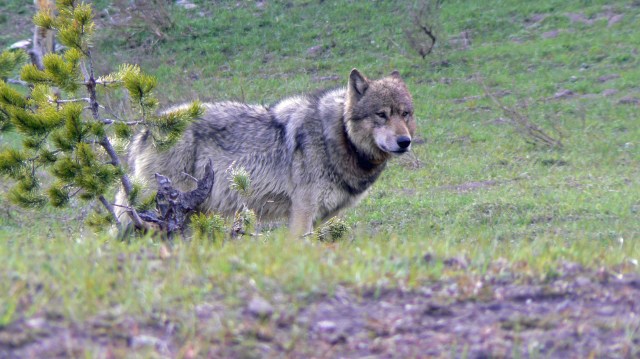 from "Wolves Cross the Road"