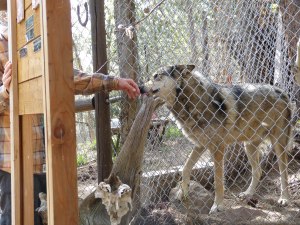 Sasha through the fence
