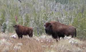 contemplating buffalo