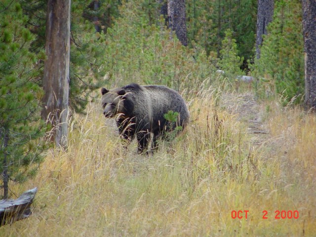 grizzly at kill-2000