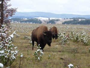 Hayden Valley buffalo
