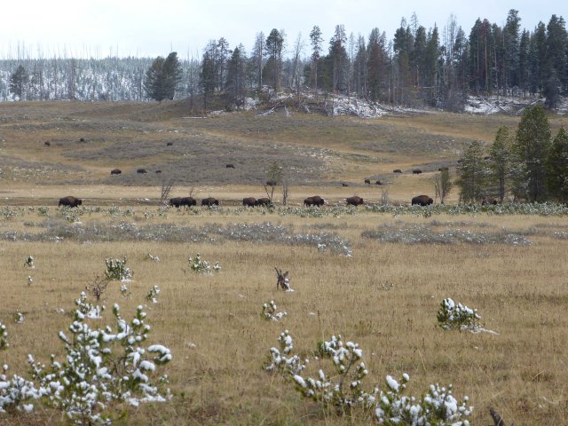 Hayden Valley herd