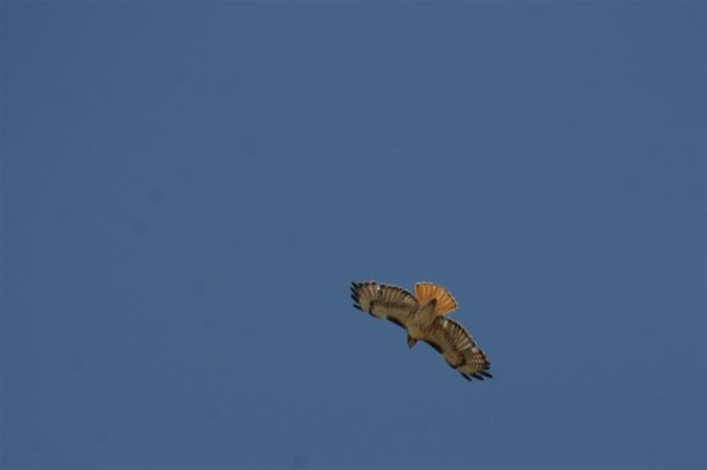 red-tailed hawk_National Park Service public domain