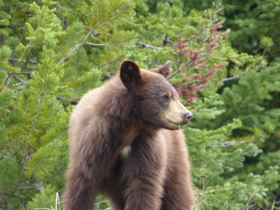 grizzly cub (from car)