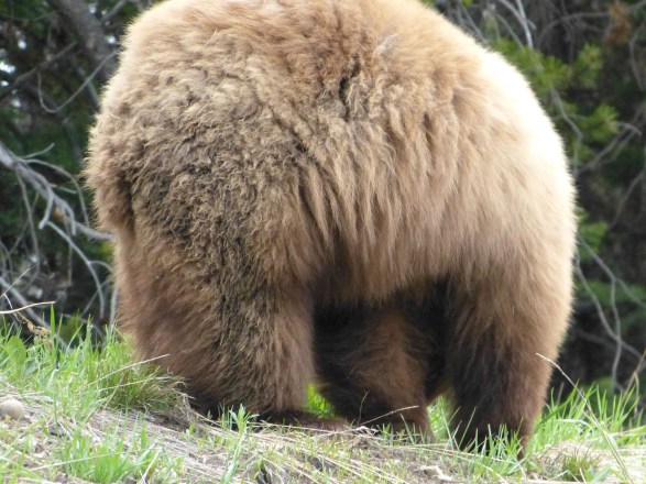 grizzly tush (from car)