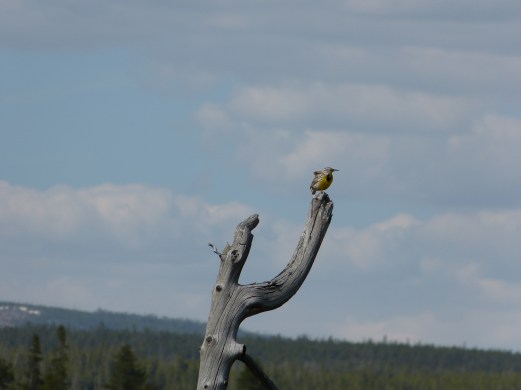 Western meadowlark