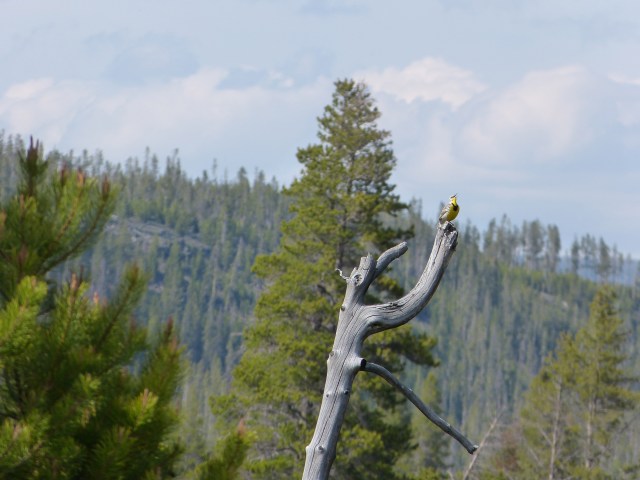 Western meadowlark