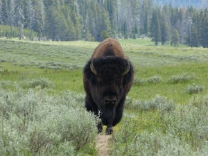 contemplating fine grazing