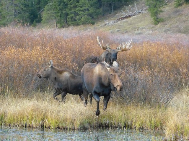 moose family portrait