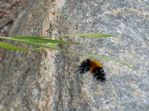 more small treasures