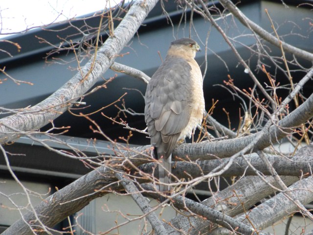 Cooper's hawk on Hudson Street