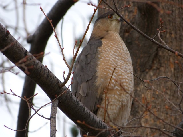 Cooper's hawk