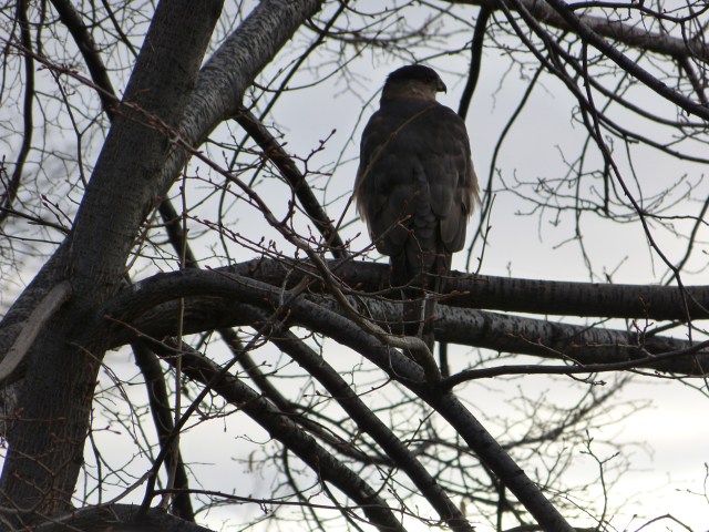 What a feather coat!