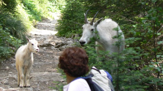 mama goat and her kid