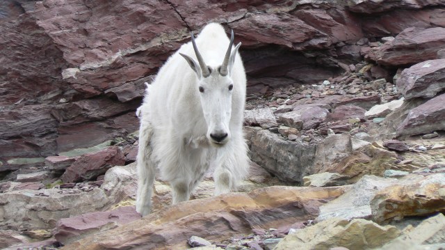 mountain goat
