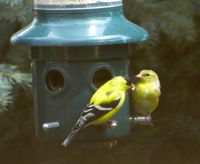 double goldfinch