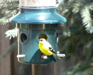 goldfinch-3