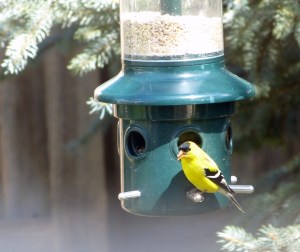 goldfinch-4