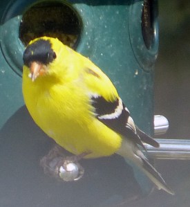 goldfinch-5