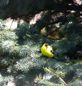 Mr. Goldfinch-2