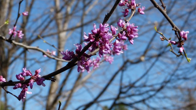 red bud miracle-1