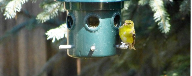 single goldfinch-1