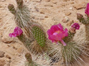 prickly pear-1