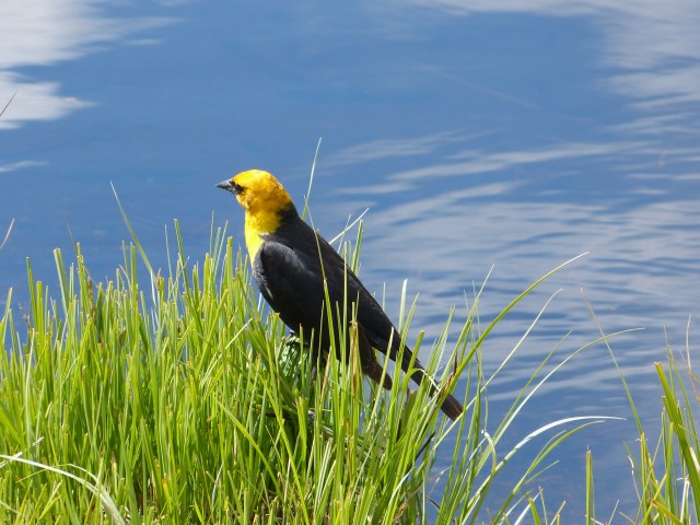 yellow-headed blackbird-1