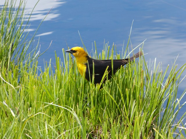 yellow-headed blackbird-2