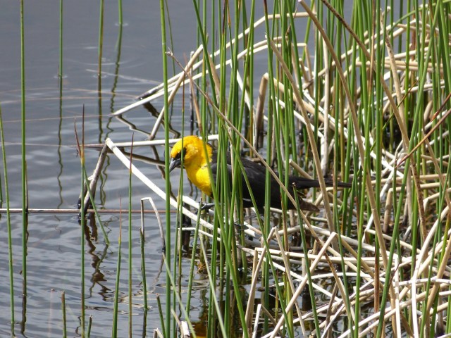 yellow-headed blackbird