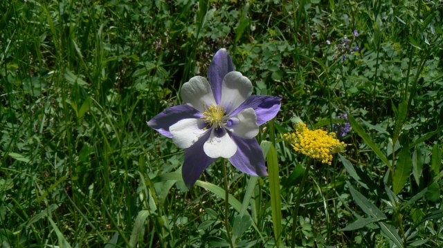 columbine-1