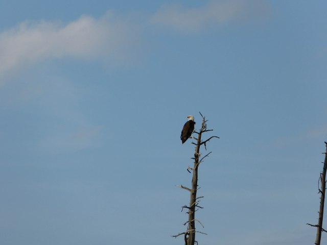 bald eagle